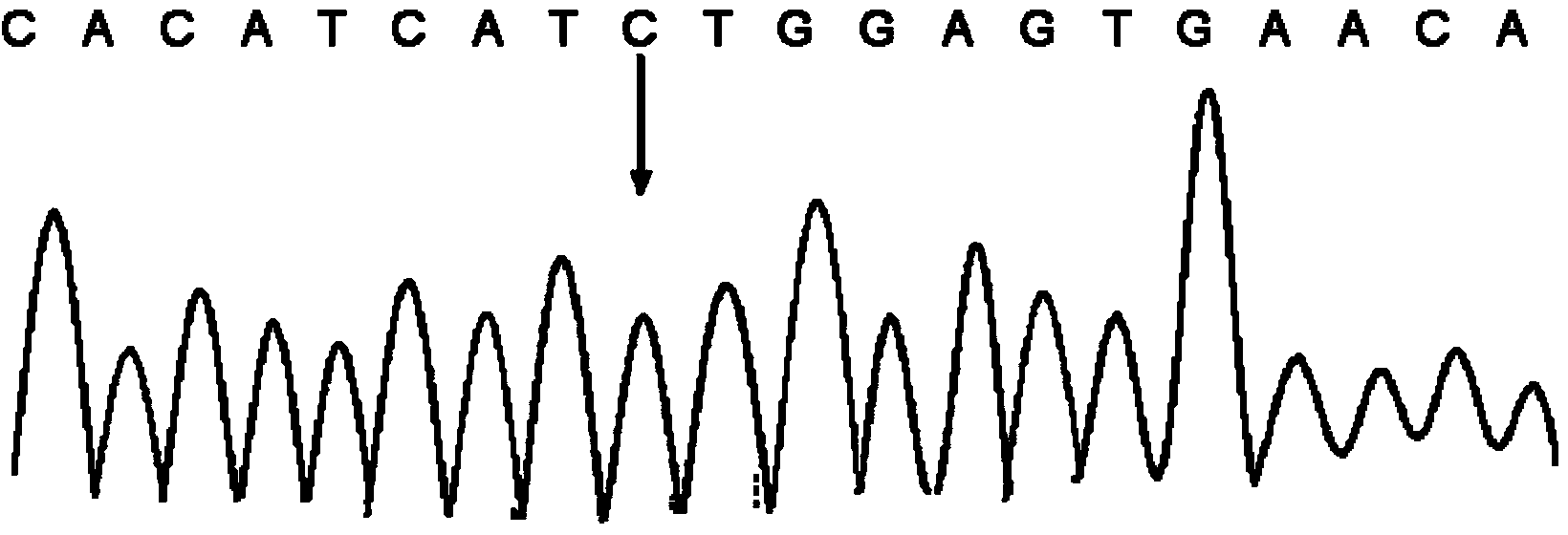 Kit and method for detecting polymorphism of CYP3A4 gene