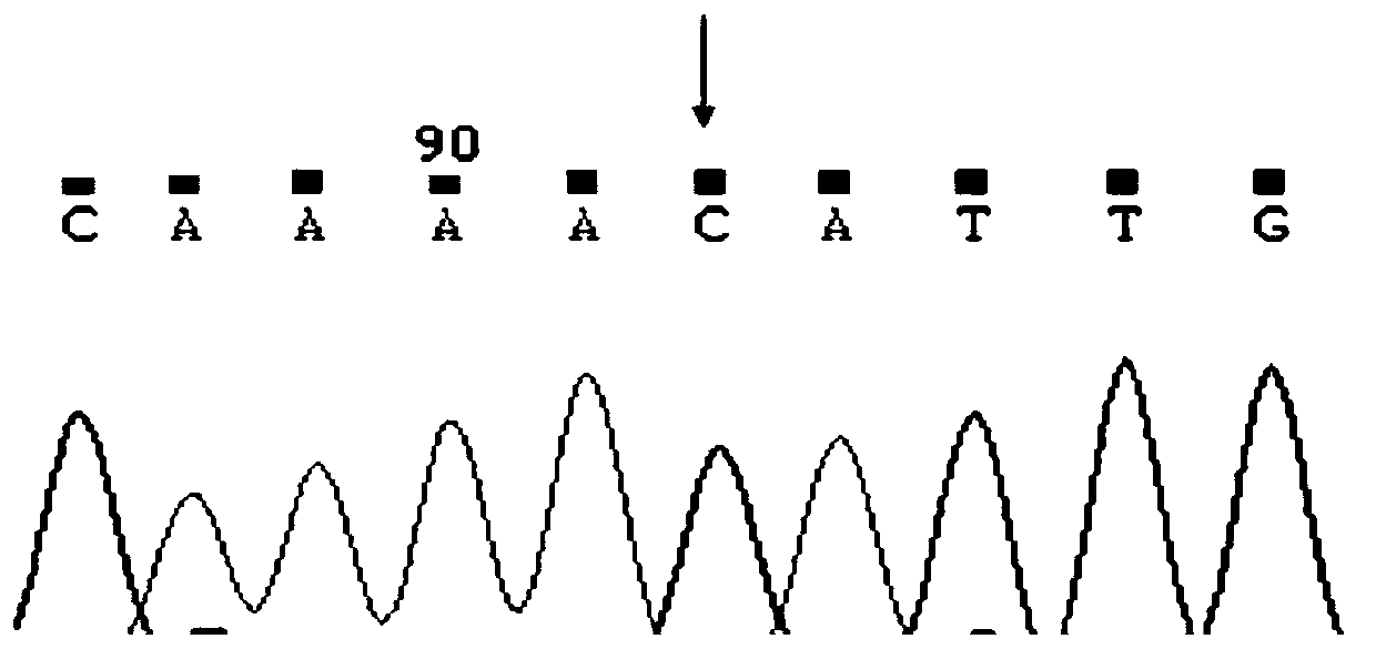 A method, kit and application for rapidly screening fast-growing individuals of barb barb