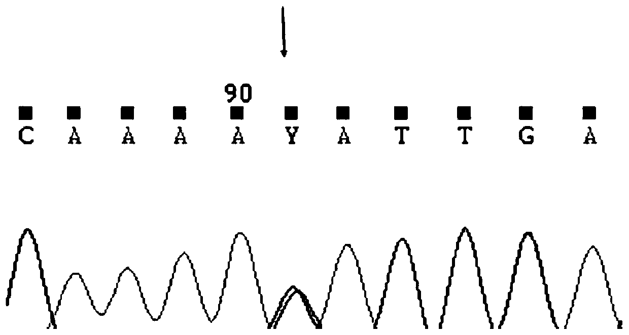 A method, kit and application for rapidly screening fast-growing individuals of barb barb