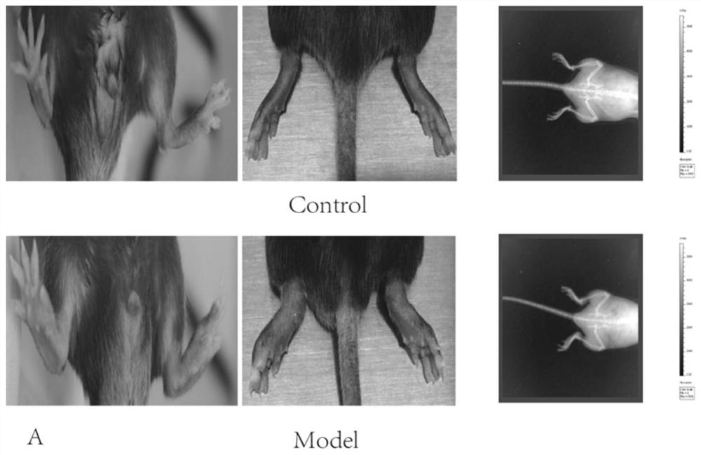A method for constructing an animal model of rheumatoid arthritis combined with interstitial lung disease