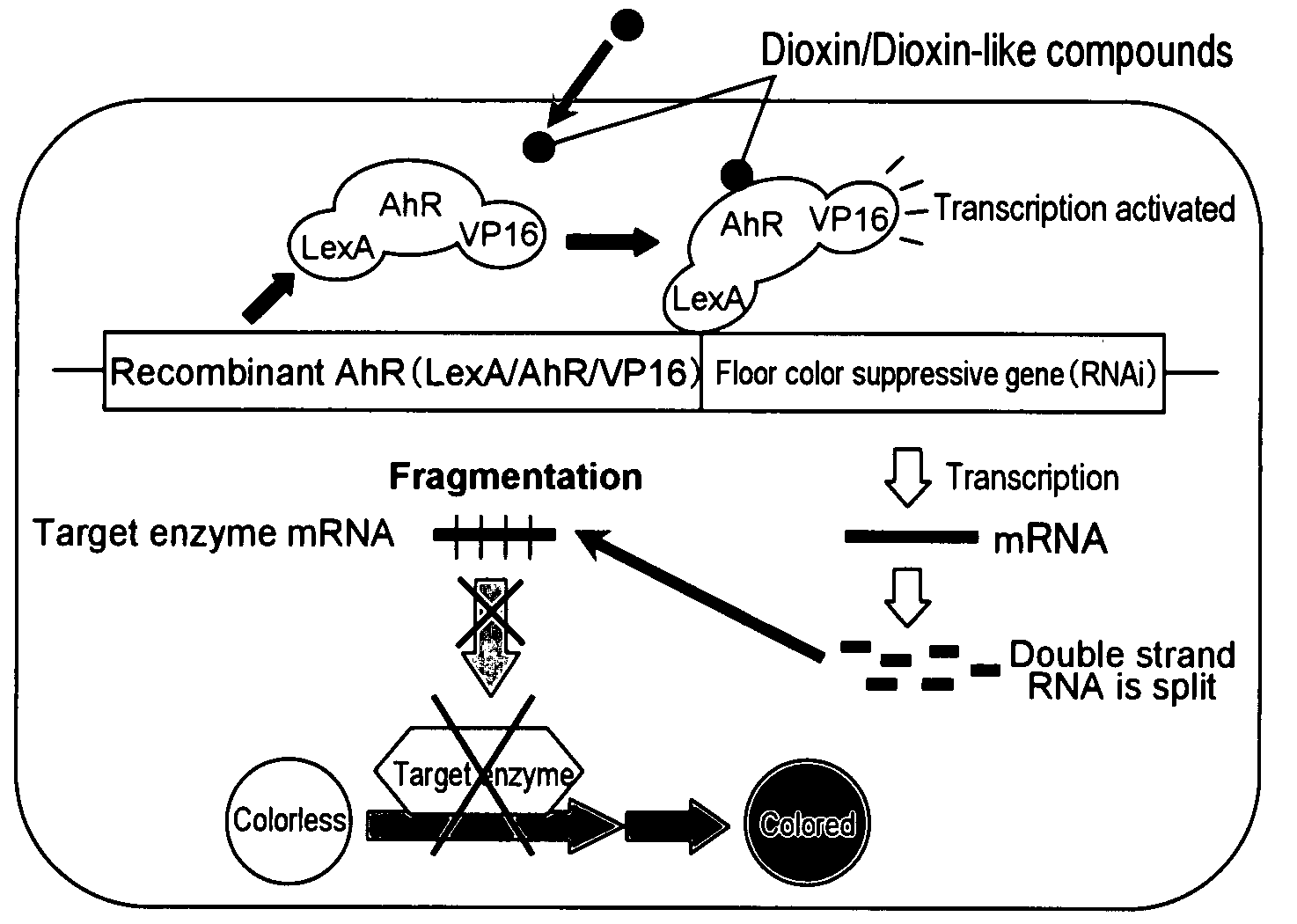 Transgenic Plant for Detecting Environmental Chemicals