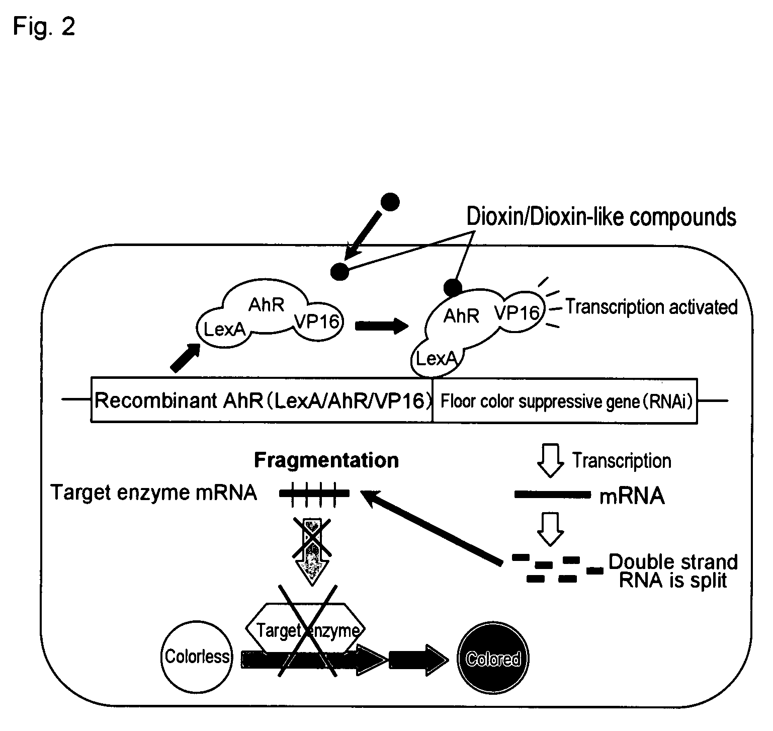 Transgenic Plant for Detecting Environmental Chemicals