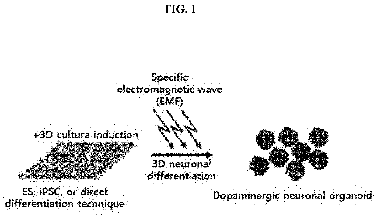 Method for efficiently producing 3D midbrain-like organoid through specific electromagnetic wave processing