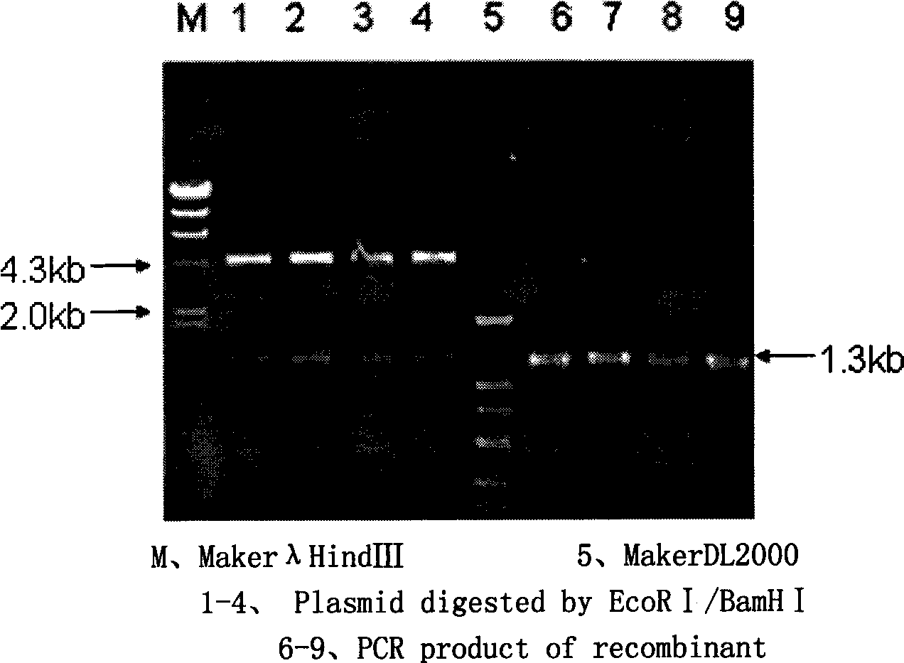 Clone and expression of 7,8-desaturase gene
