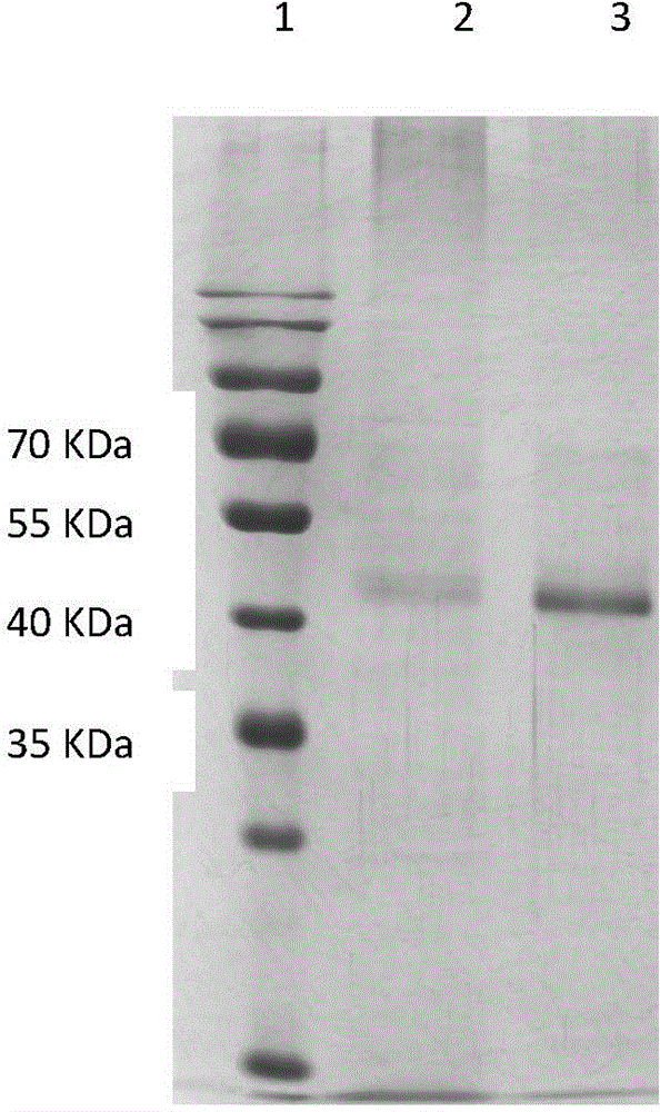 NGF-Fc fusion protein and preparation method thereof