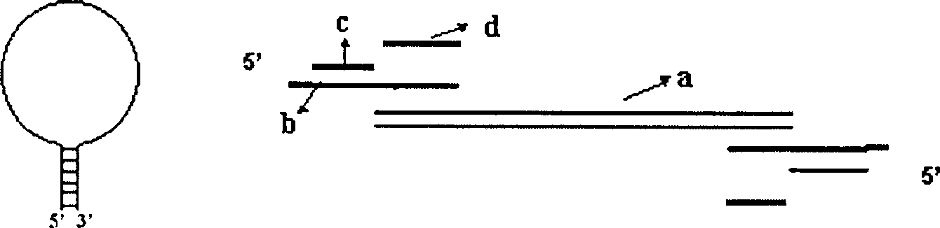 Method for preparing nucleic acid probe library