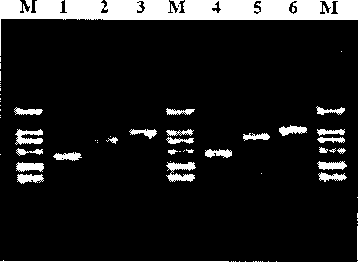 Method for preparing nucleic acid probe library