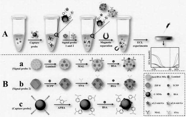 Preparation of electrochemical luminescence sensor capable of simultaneously detecting two kinds of sialylated glycans