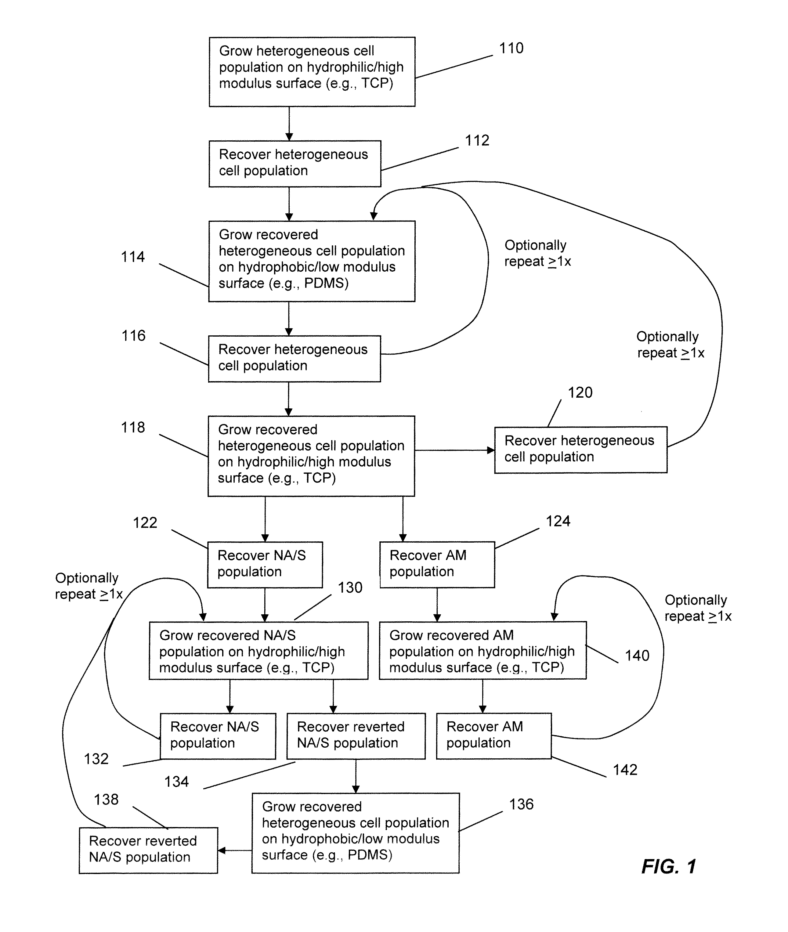 Method of enriching stem and/or progenitor cells