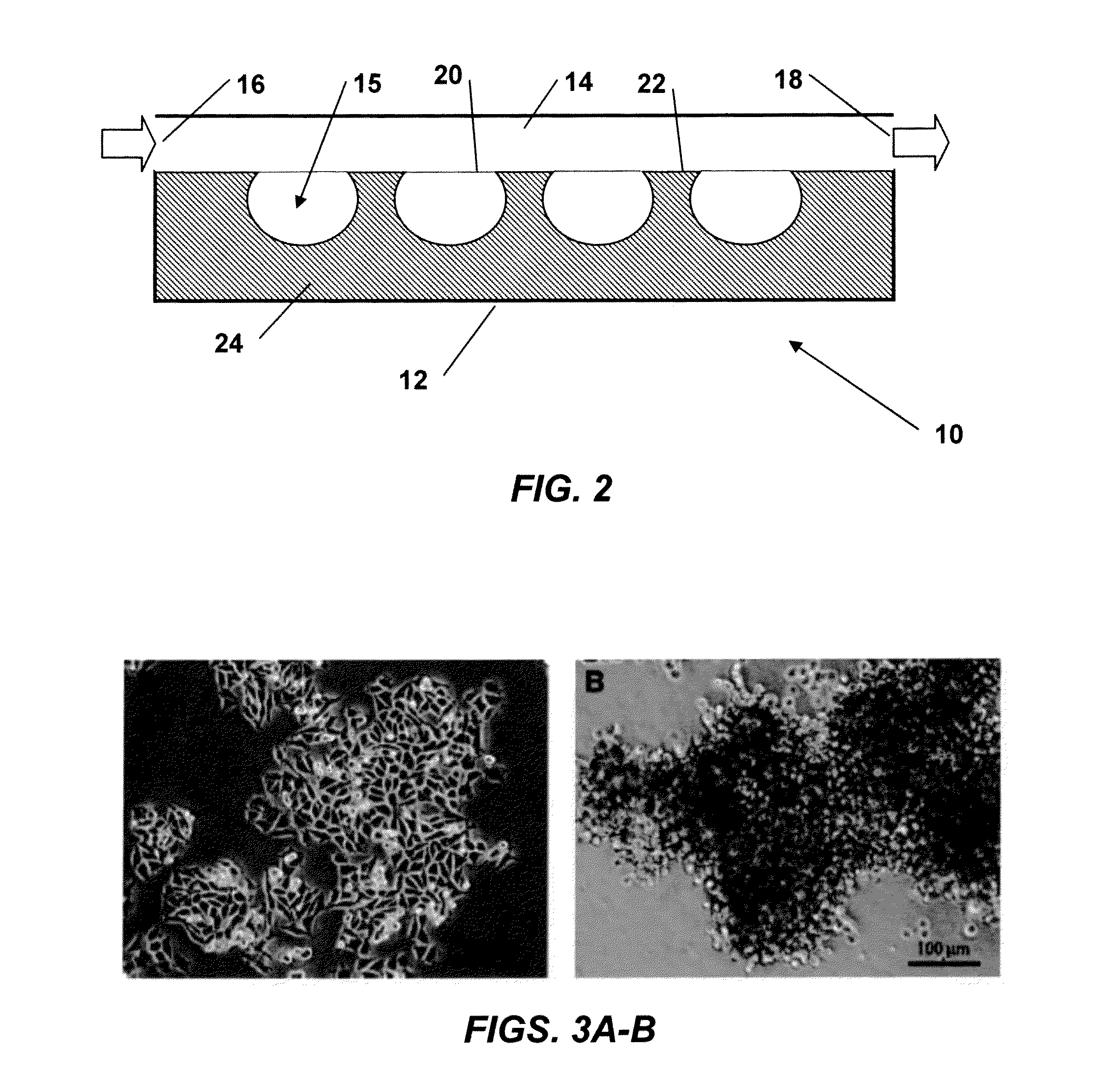 Method of enriching stem and/or progenitor cells