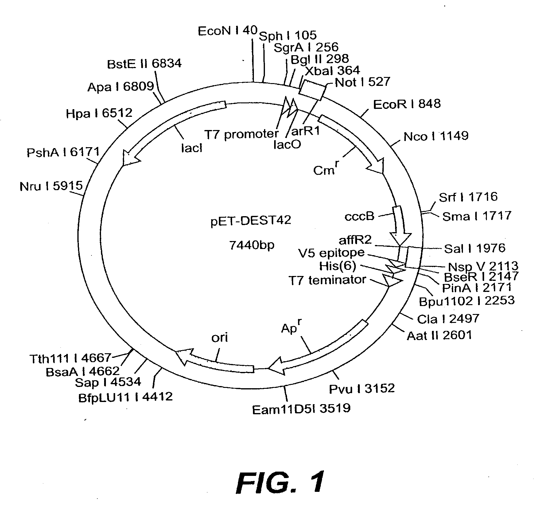 Methyltransferase genes and uses thereof