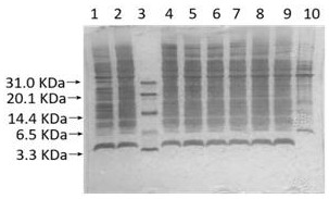 A kind of recombinant engineering bacteria expressing semaglutide precursor and its construction method