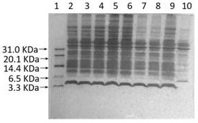 A kind of recombinant engineering bacteria expressing semaglutide precursor and its construction method