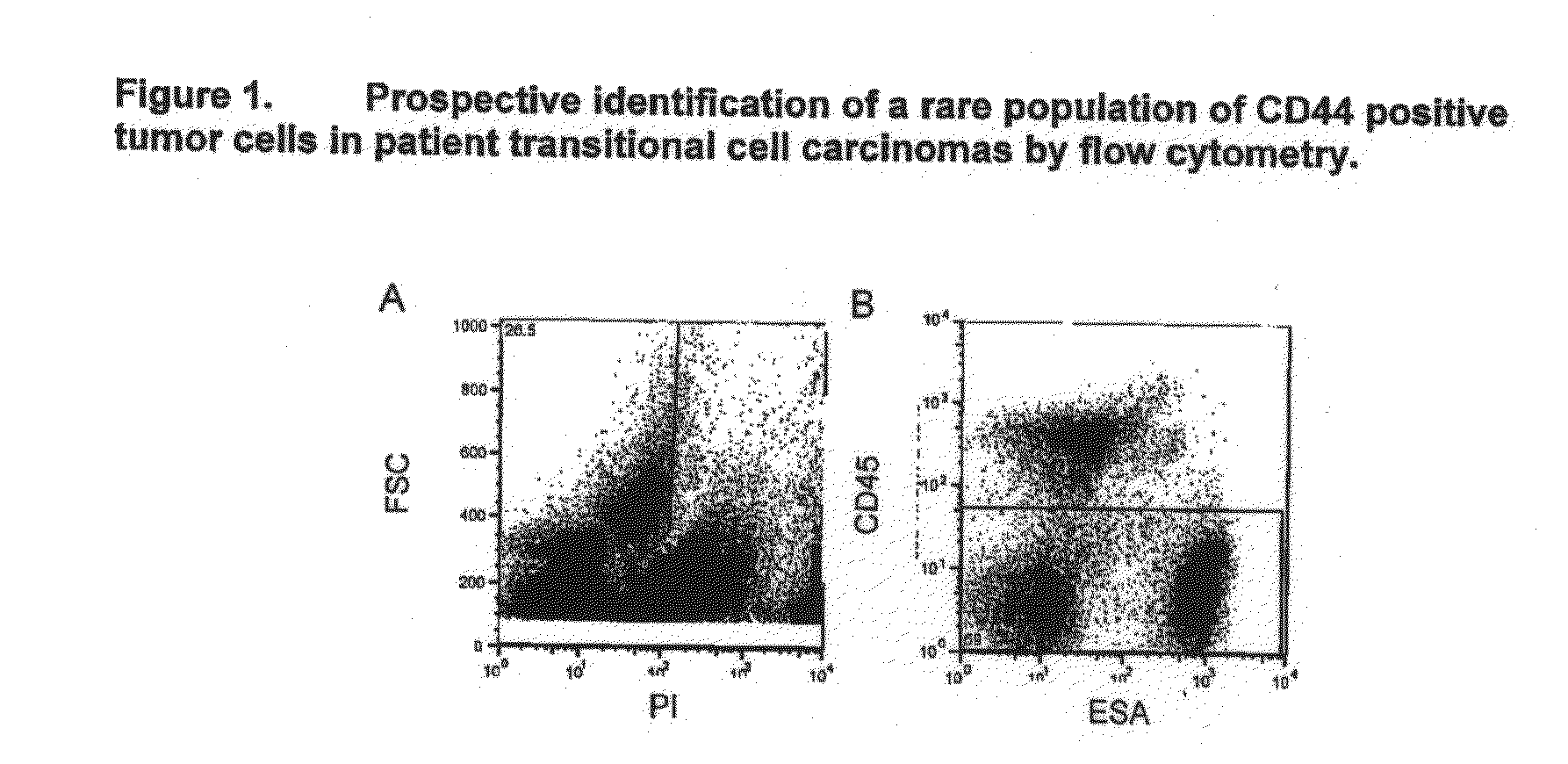 Identification and isolation of transitional cell carcinoma stem cells