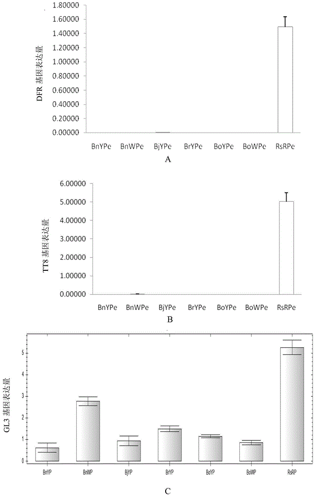 Application of interfering expression of lcyb and lcye and ectopic expression of tt8 in preparation of red petaled Brassica plants