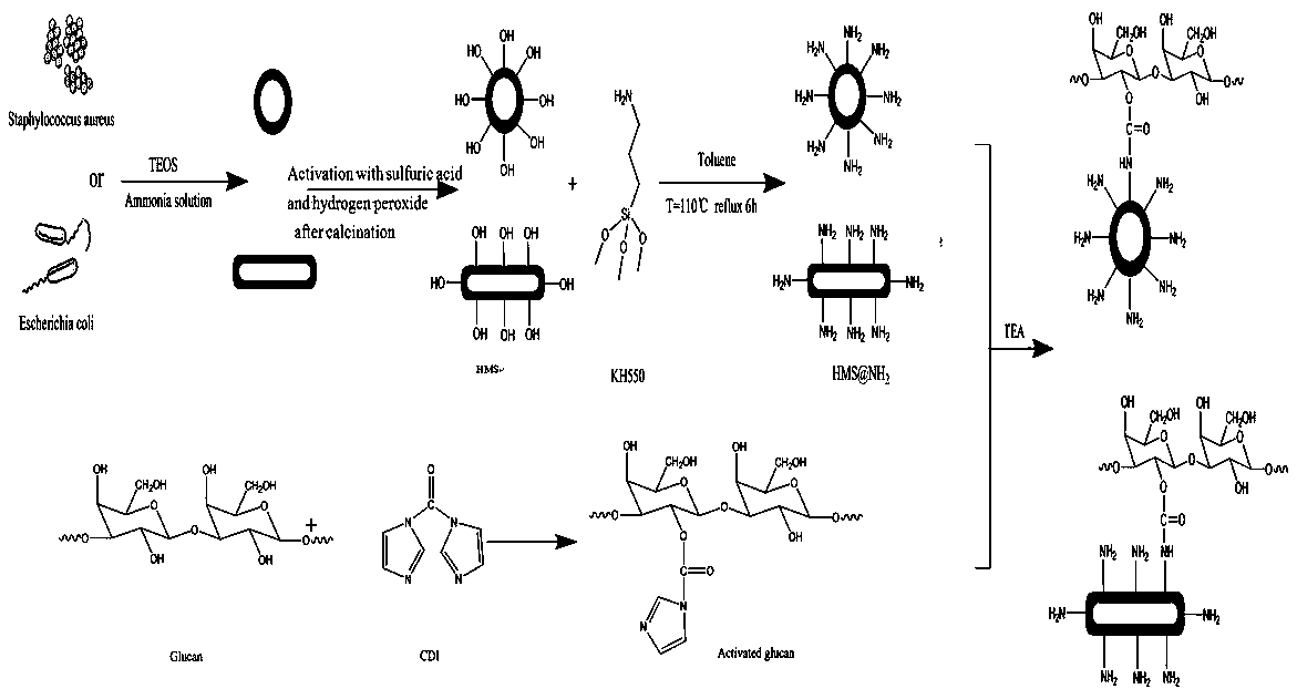 Beta-1,3-D-glucan modified biomimetic hollow silicon dioxide composite particles and application thereof