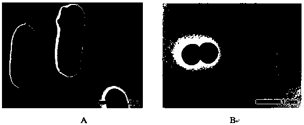 Beta-1,3-D-glucan modified biomimetic hollow silicon dioxide composite particles and application thereof