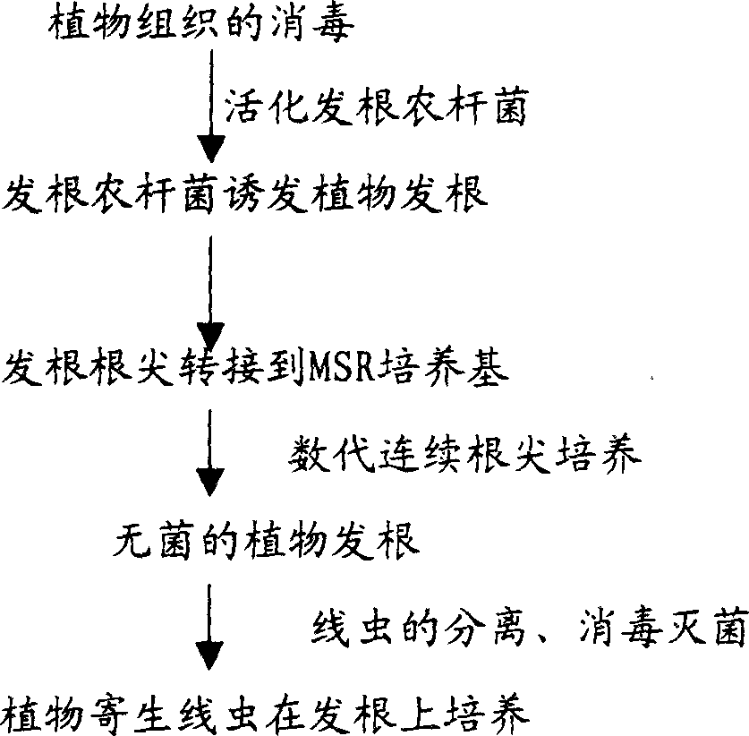 Method for agro-bacteriumrhizogenes transferred plant rooting to cultivating plant parasite wireworm