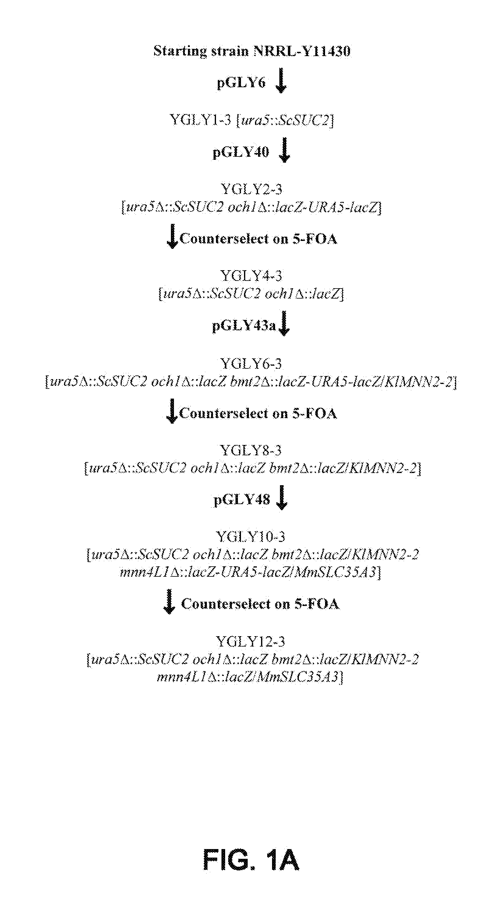 Erythropoietin compositions