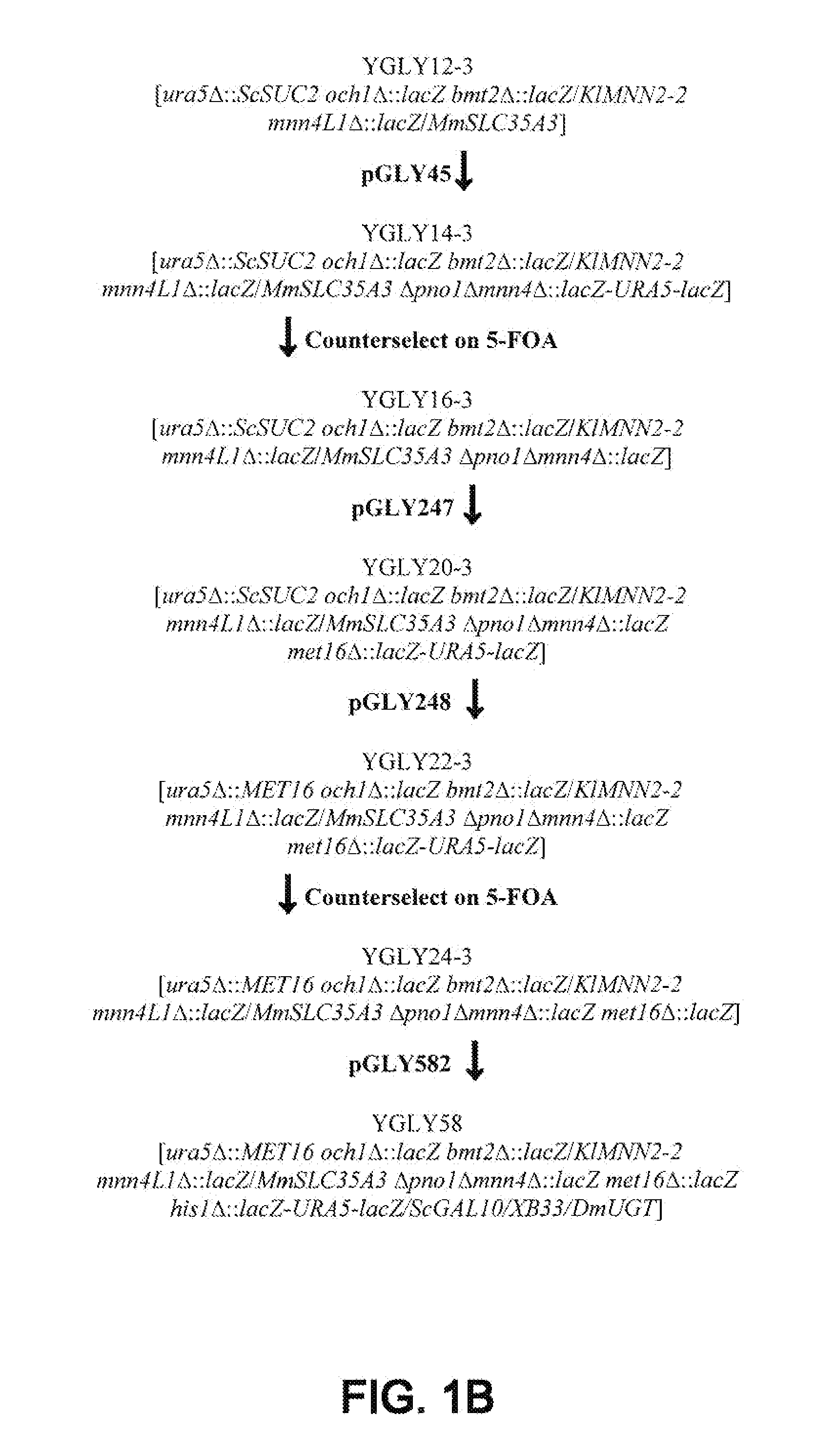 Erythropoietin compositions