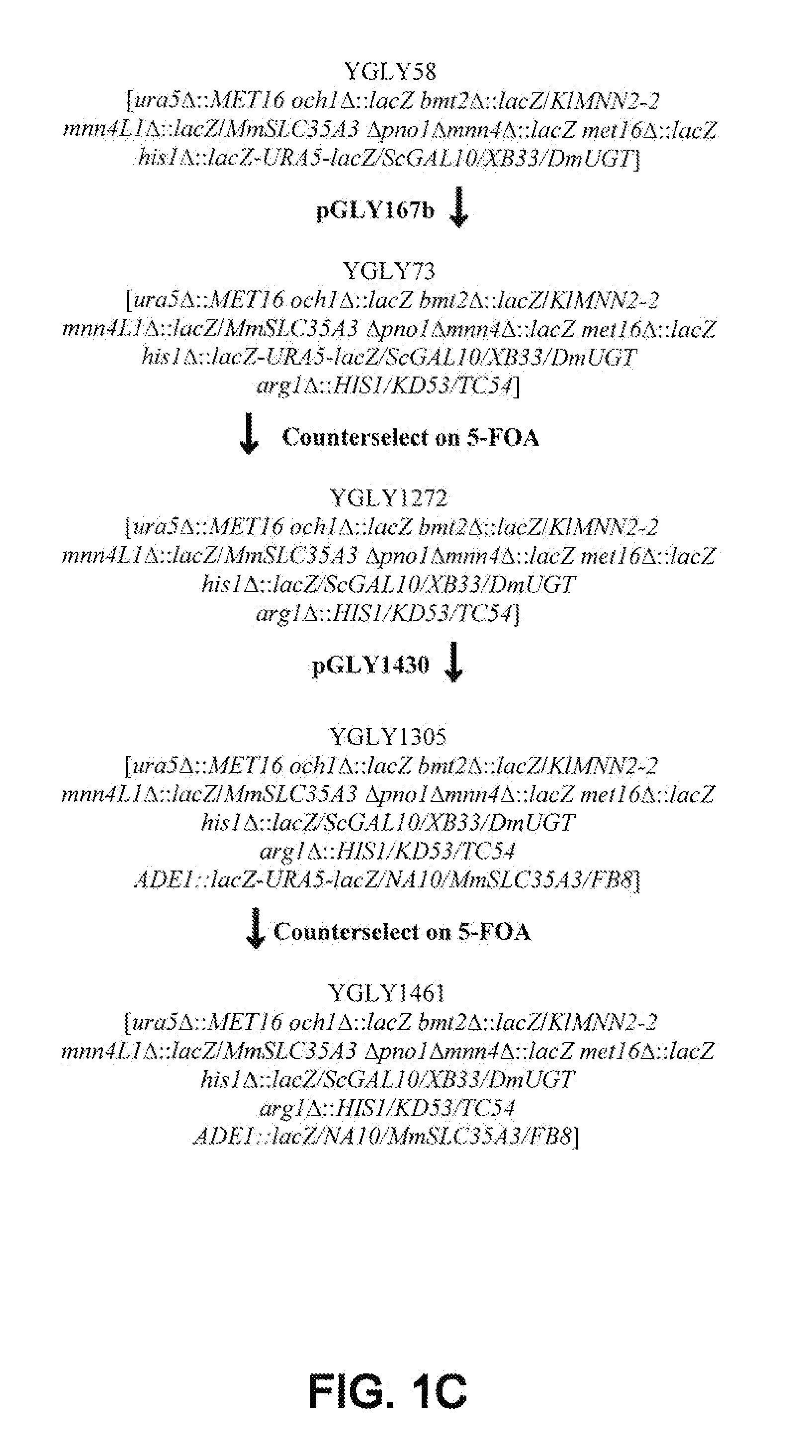 Erythropoietin compositions