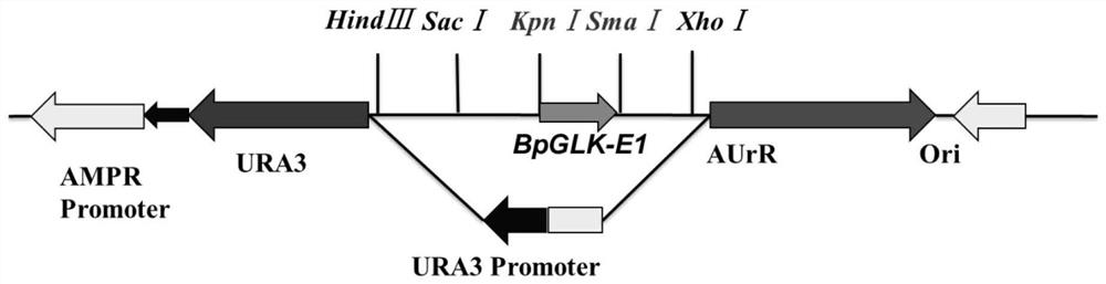 CRISPR/Cas9 system for targeted knockout of GLK gene and application of CRISPR/Cas9 system