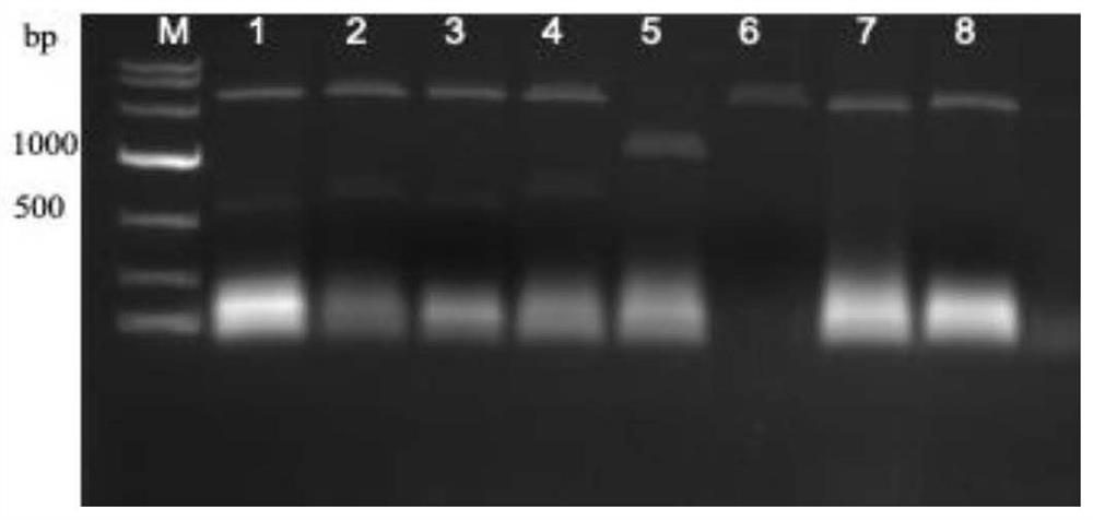 CRISPR/Cas9 system for targeted knockout of GLK gene and application of CRISPR/Cas9 system