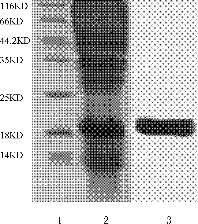 VHH (variable domain of heavy chain of heavy-chain antibody) antibody gene derived from anti-CyPA (CyclophilinA) animal of family Camelidae, encoded polypeptide, and application thereof