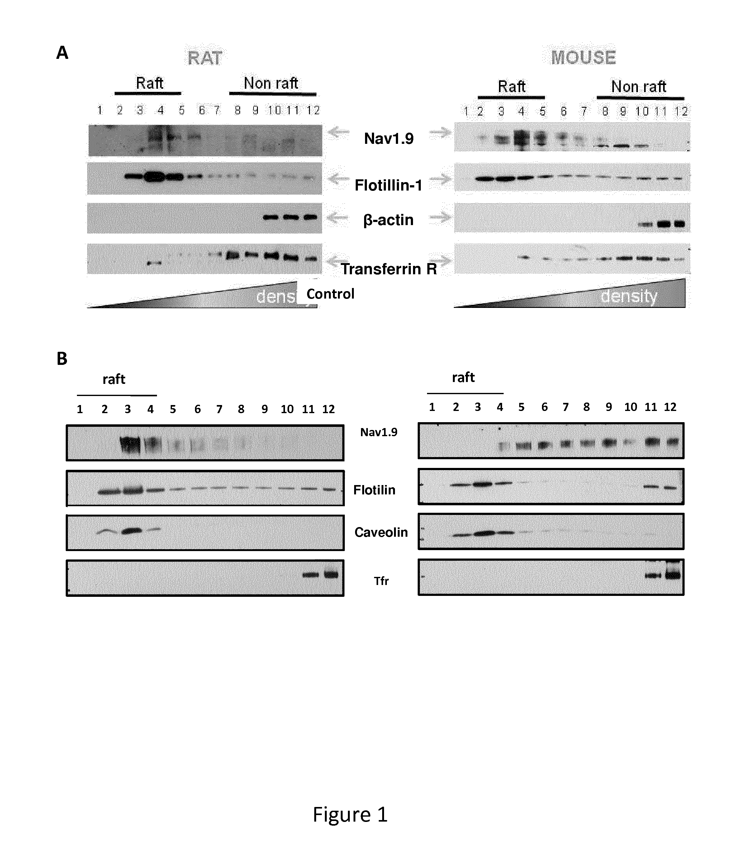Inhibitors of na(v) 1.9 channel activity and uses thereof for treating pain