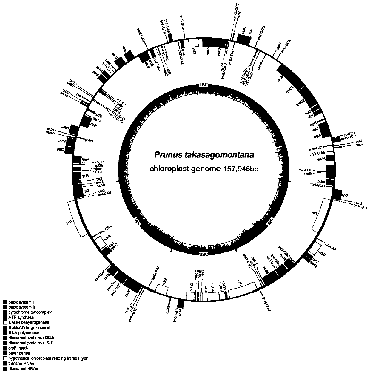 Prunus takasagomontan chloroplast genome and application thereof