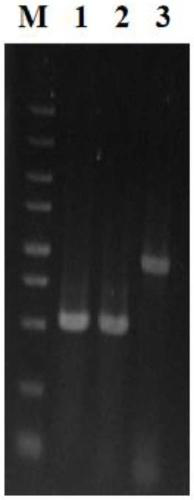 Application of bacillus licheniformis rex gene to increase of yield of poly gamma-glutamic acid