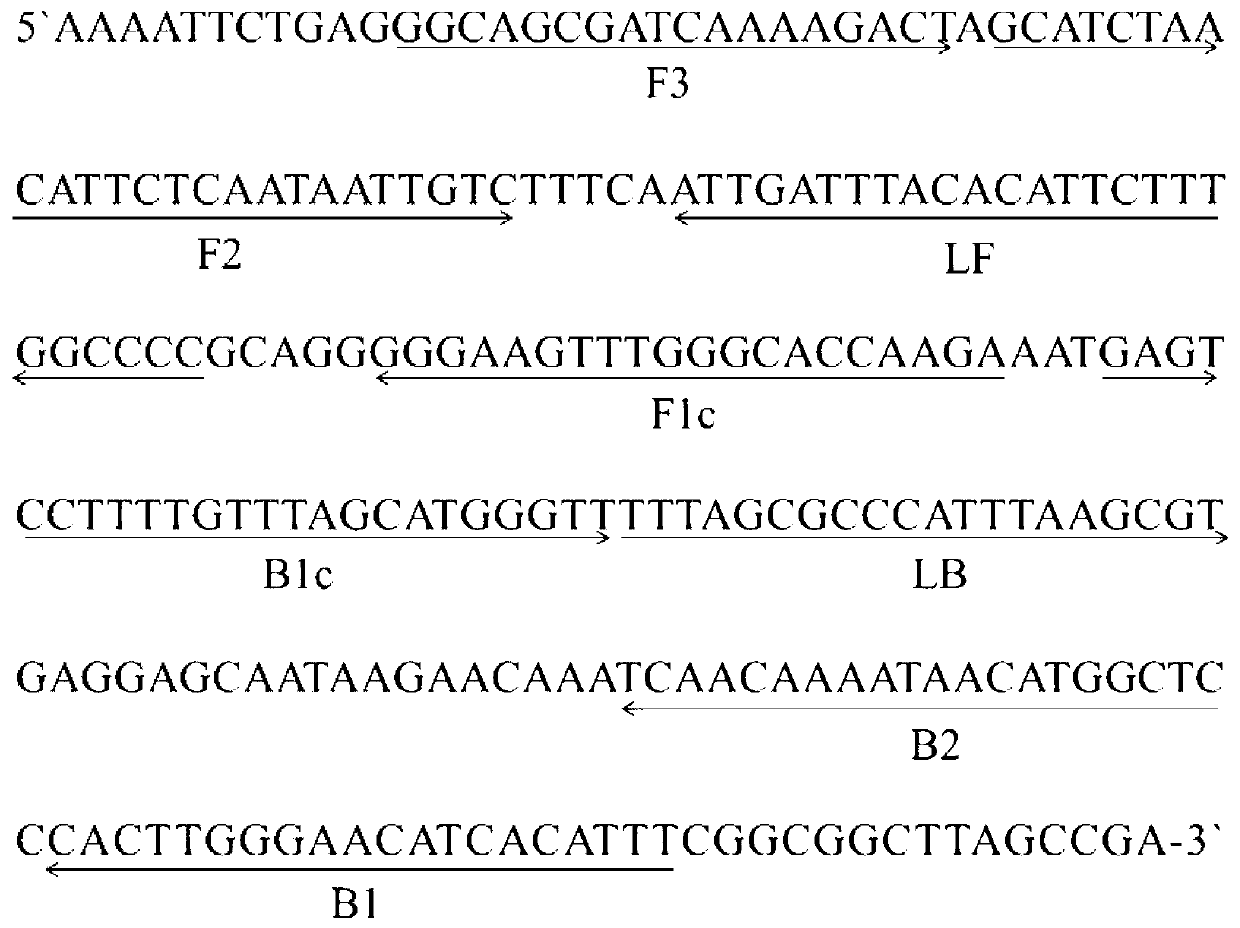 LAMP rapid detection method for Heterodera filipjevi and its application