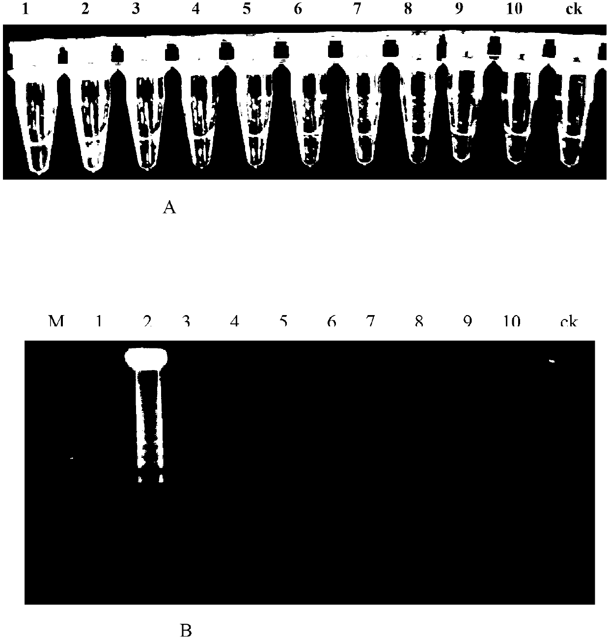 LAMP rapid detection method for Heterodera filipjevi and its application