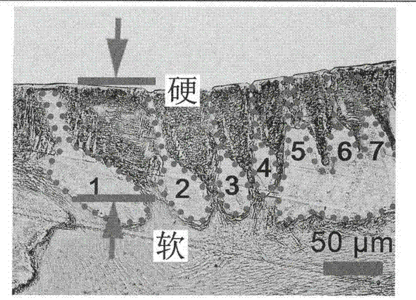 Bionic stress sensing structure and formation method thereof