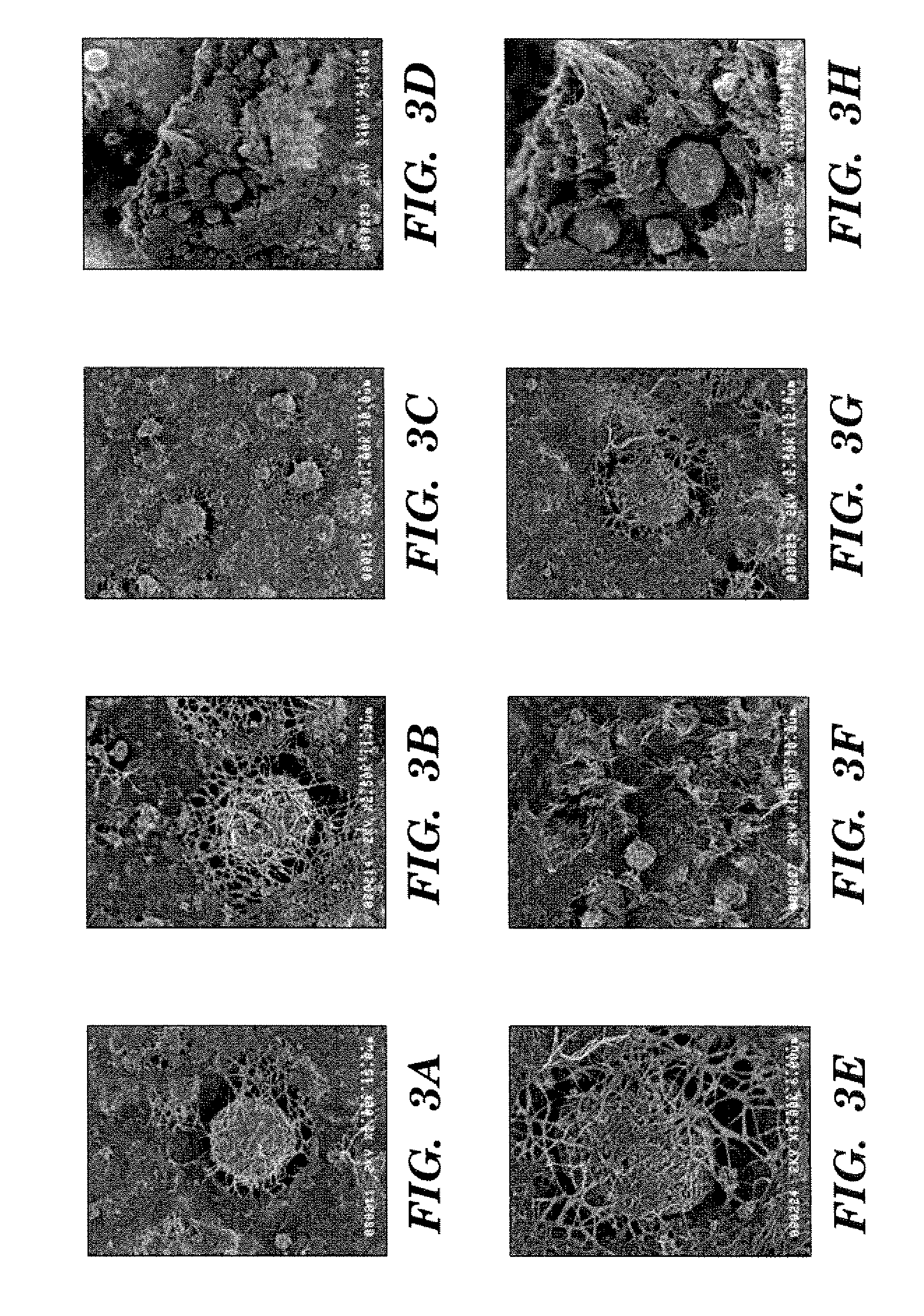 Freestanding carbon nanotube paper, methods of its making, and devices containing the same