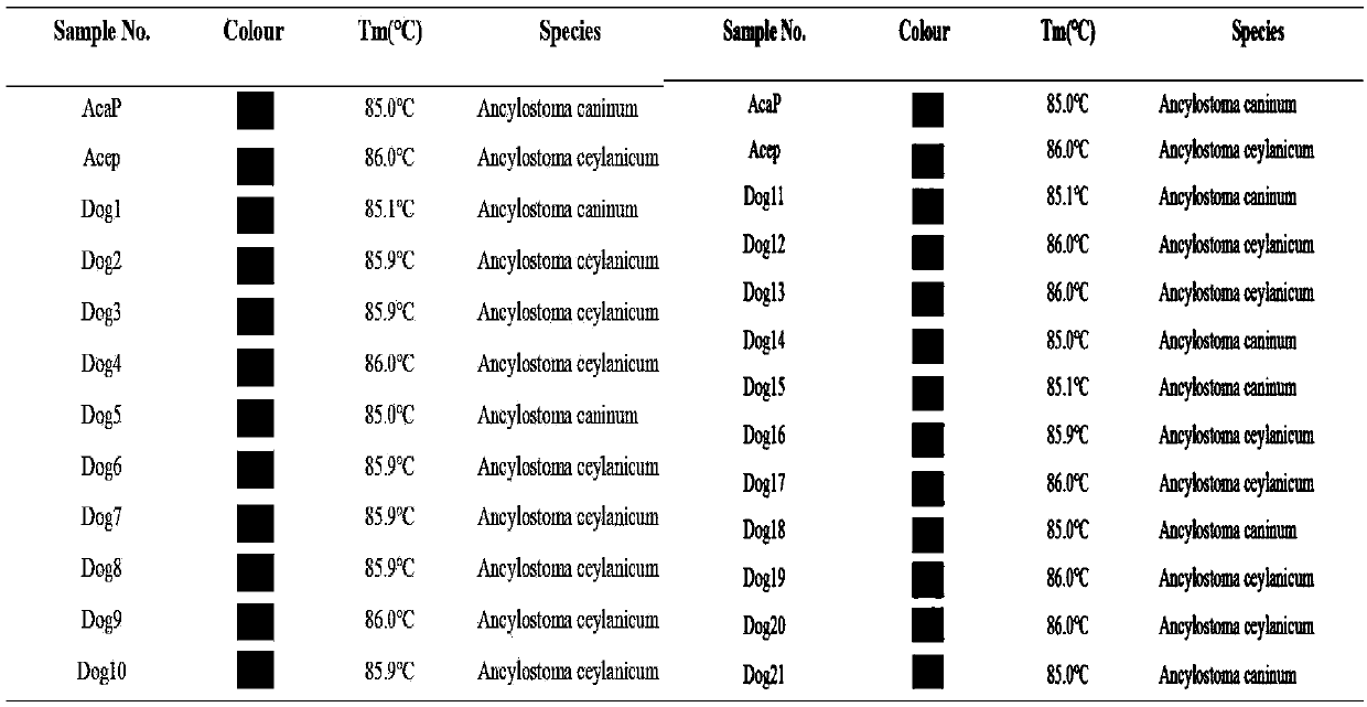SNP molecular marker ITS197 for detecting dog-derived Ceylon hookworms and ancylostoma caninum, primer and application thereof