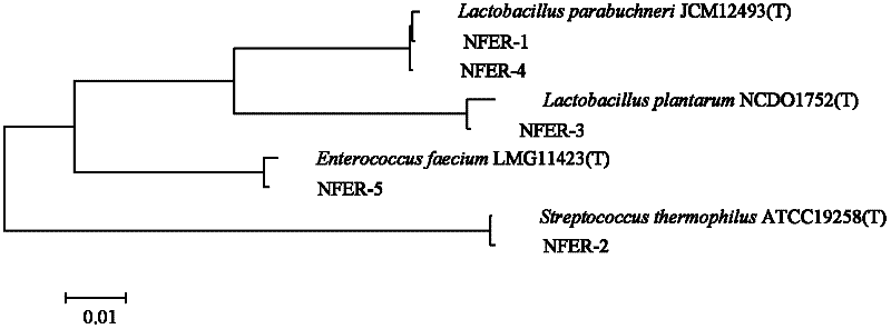 Enterococcus faecium and application thereof