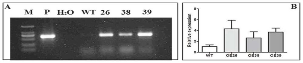 Du pear transcription factor pbrwrky40 and its application in increasing plant total acid content and genetic improvement of salt tolerance
