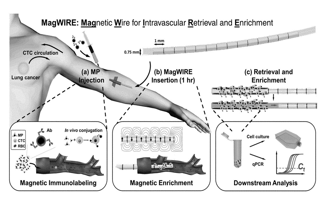 Intravascular magnetic wire for detection, retrieval or elimination of disease-associated biomarkers and toxins