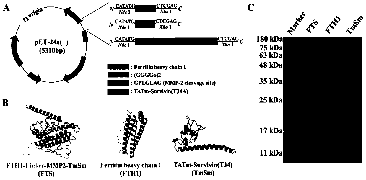 Survivin dual inhibitor loaded ferritin nanoparticles as well as preparation method and application thereof