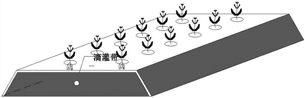 Water-saving and efficient cultivation method for drip irrigation of potatoes in cold region