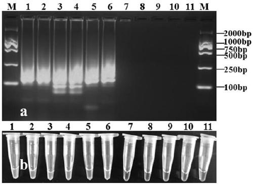 Detection primers and detection method of ring-mediated isothermal amplification of Phytophthora taro