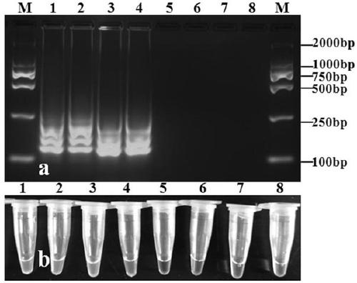 Detection primers and detection method of ring-mediated isothermal amplification of Phytophthora taro