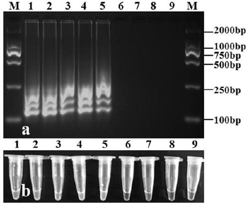 Detection primers and detection method of ring-mediated isothermal amplification of Phytophthora taro