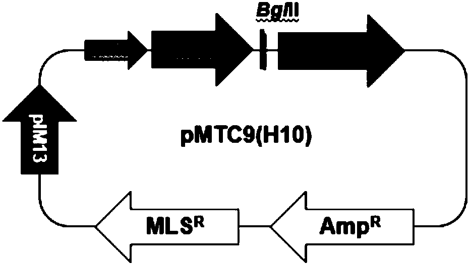 Method for controlling expression ratio of different genes through prokaryotic cell post-transcriptional level