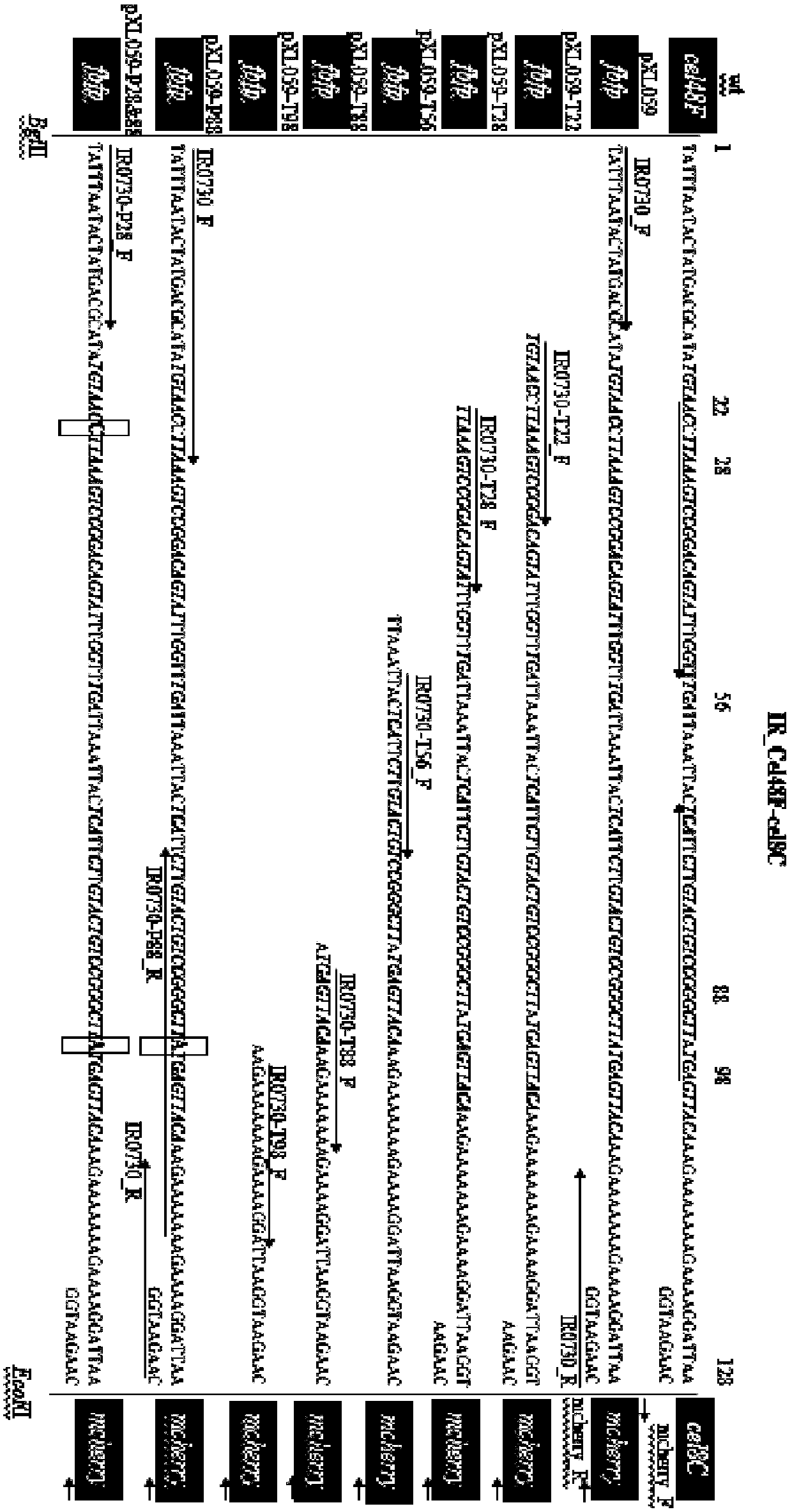 Method for controlling expression ratio of different genes through prokaryotic cell post-transcriptional level