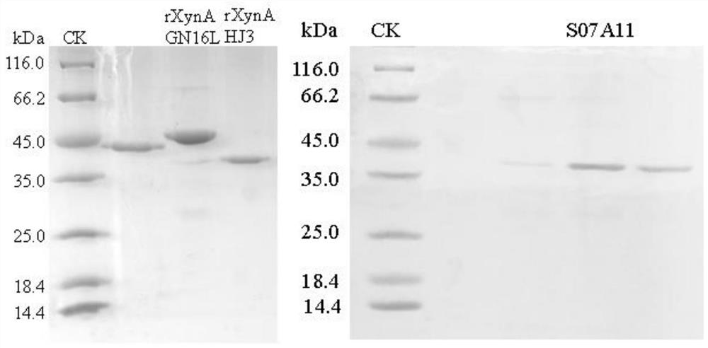 Endo-xylanase mutant S07A11 as well as preparation method and application thereof