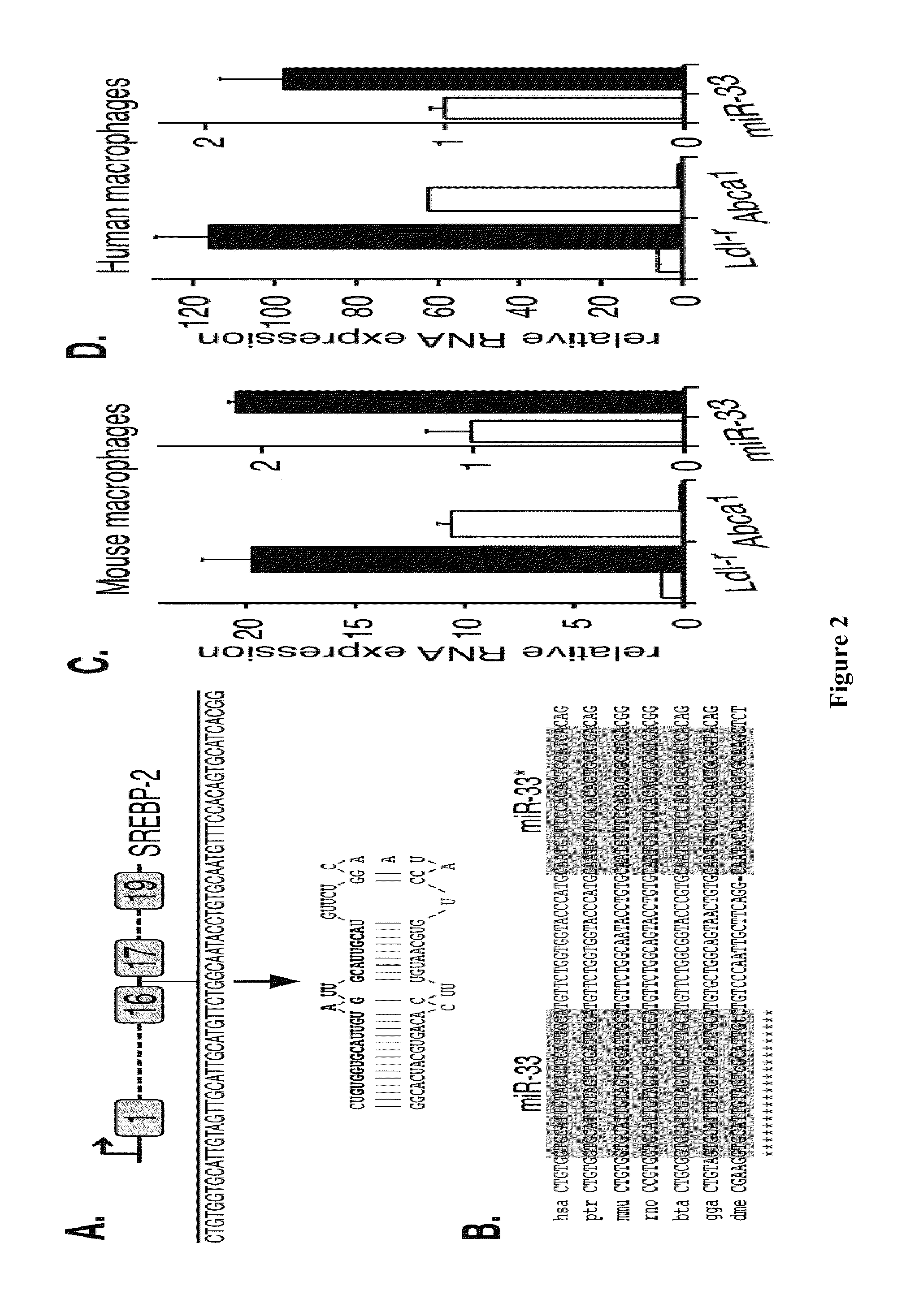 Methods and compositions for the management of cardiovascular disease with oligonucleotides