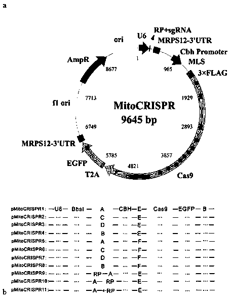 A method for targeted editing of the mitochondrial genome using CRISPR/Cas9