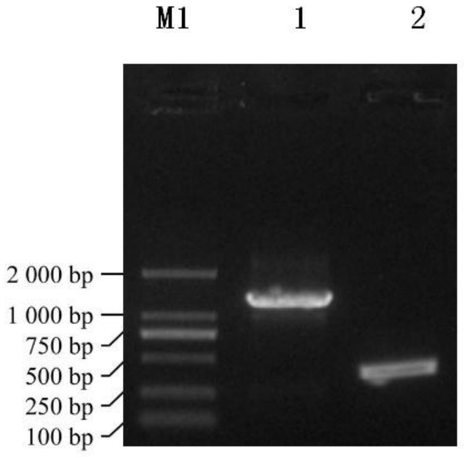 Recombinant vector CTE528, and construction method and application thereof